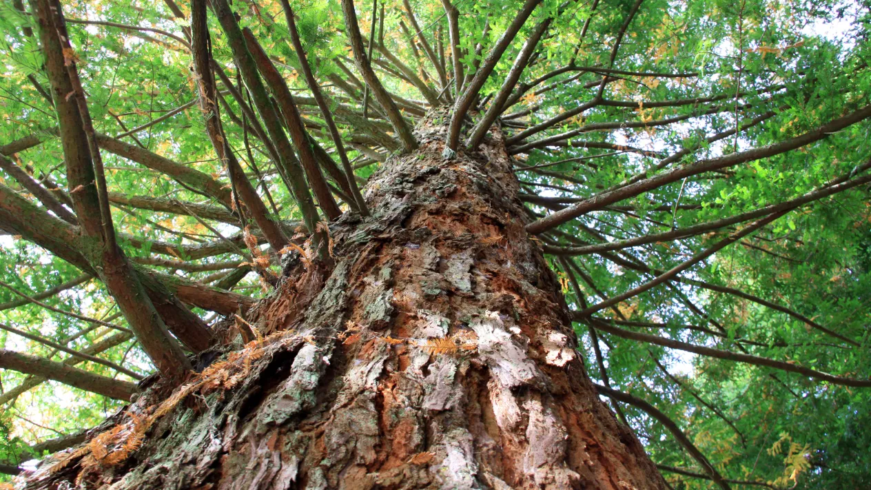 Grosser Baum (Foto: David Jufer)
